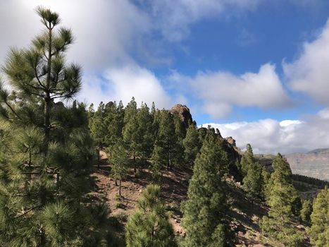 Fir trees around the Roque Nublo a volcanic rock on the island of Gran Canaria