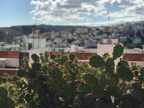 Looking over Las Palmas old town Gran Canaria