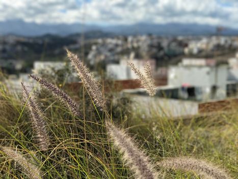 Grass on a rooftop in Las Palmas Gran Canaria 