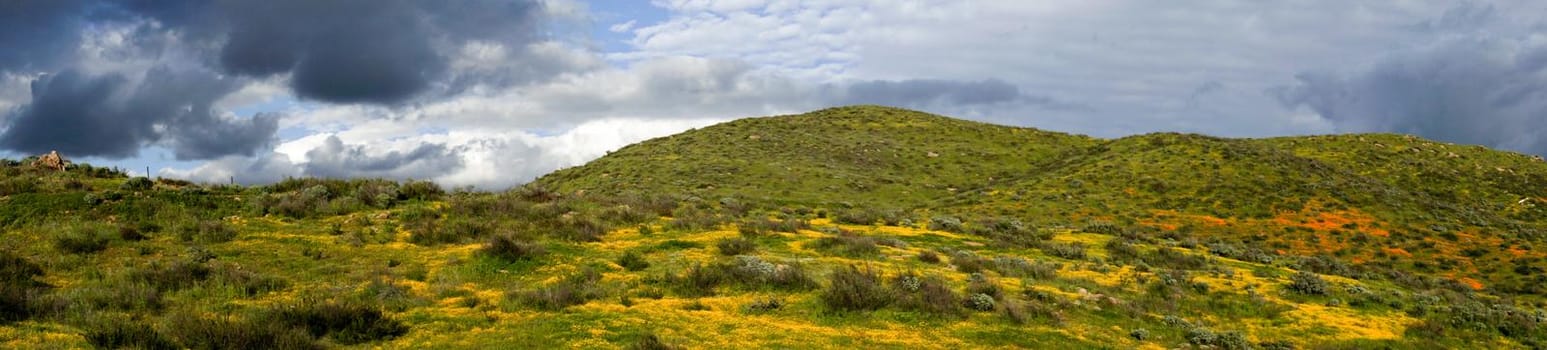 Panoramic view of California Golden Poppy and Goldfields blooming in Walker Canyon, Lake Elsinore, CA. USA. Bright orange poppy flowers during California desert super bloom spring season.