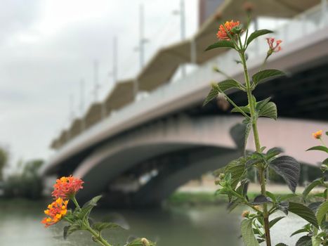 Flower in front of the Puente del Cachorro bridge over the Canal de Alfonso XIII in Seville Spain