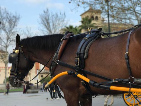 Horse and carriage in Seville Spain