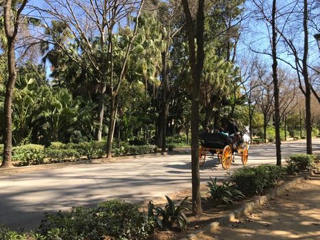 Horse and carriage in Maria Luisa Park in Seville Spain