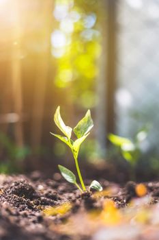 Young plant is growing in the sunlight