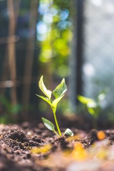 Young plant is growing in the sunlight