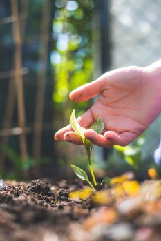 Hands planting a young fresh seedling in the ground