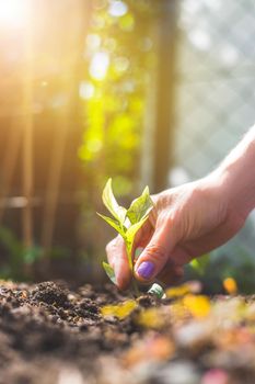 Hands planting a young fresh seedling in the ground