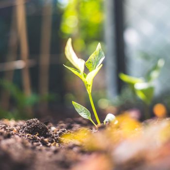 Young plant is growing in the sunlight