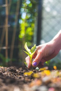 Hands planting a young fresh seedling in the ground