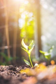 Young plant is growing in the sunlight