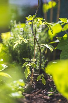 Young tomato plant is growing in a raised bed in the sunlight