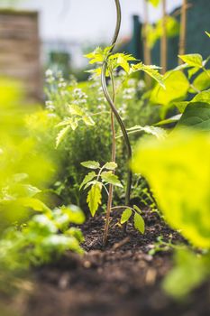 Young tomato plant is growing in a raised bed in the sunlight