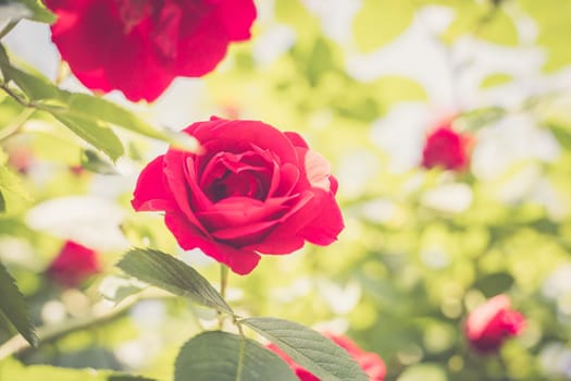 Close up picture of red roses in the own garden, spring time