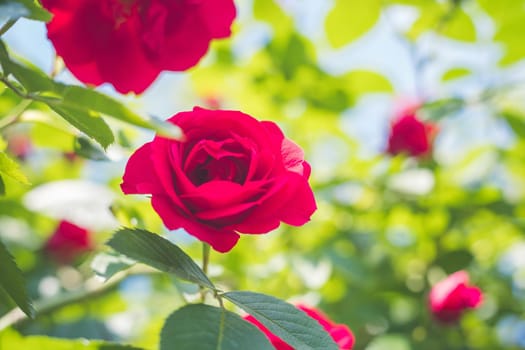 Close up picture of red roses in the own garden, spring time