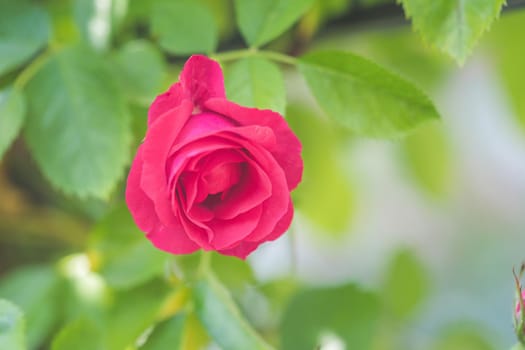 Close up picture of red roses in the own garden, spring time