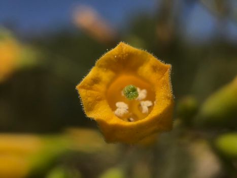 Nicotiana tabacum flower in Turia Gardens Valencia Spain