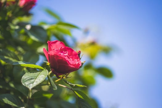 Close up picture of red roses in the own garden, spring time