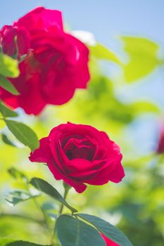 Close up picture of red roses in the own garden, spring time