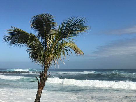 Palmtree at the beach in Puerto de la Cruz Tenerife canary islands