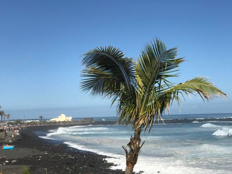Palmtree at the beach of Puerto de la Cruz Tenerife canary islands