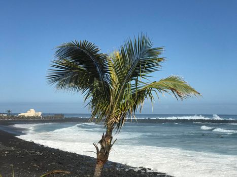 Palmtree at the beach of Puerto de la Cruz Tenerife canary islands