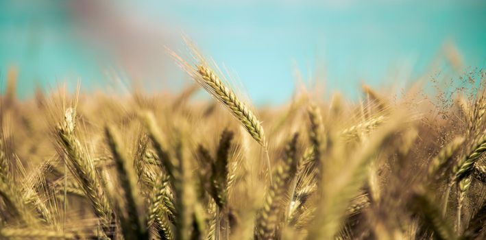 Close up of ripe ears of wheat in autumn