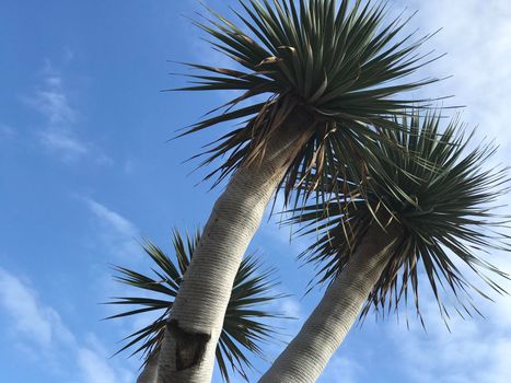 Dragon Trees in Puerto de la Cruz Tenerife canary islands