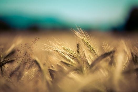 Close up of ripe ears of wheat in autumn