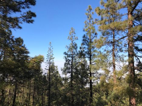 Forest above the clouds at Teide National Park on Tenerife