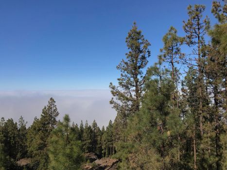 Forest above the clouds at Teide National Park on Tenerife