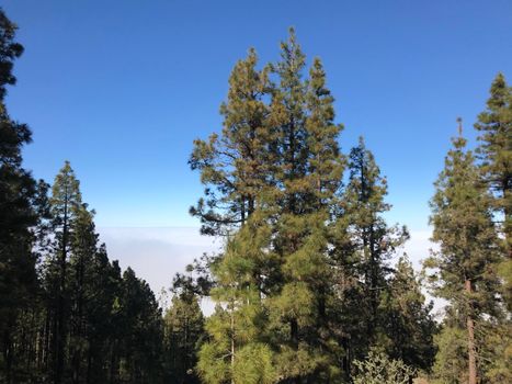 Forest above the clouds at Teide National Park on Tenerife