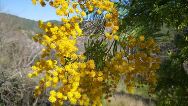 Flowering mimosa in serra d'espadà natural park Spain