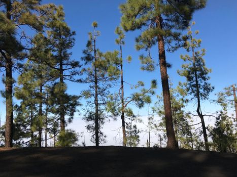 Forest above the clouds at Teide National Park on Tenerife