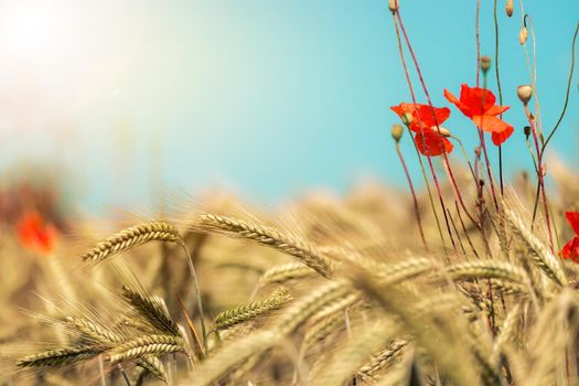 Close up of ripe ears of wheat and red poppy seed in autumn