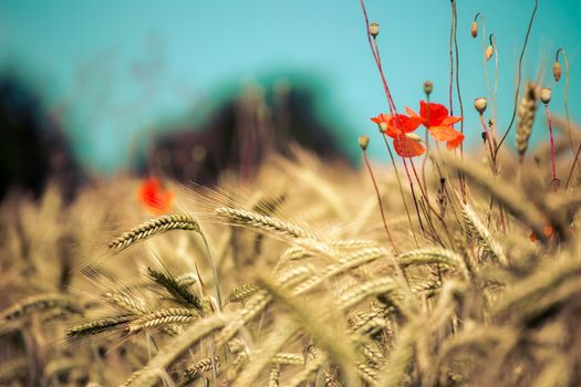 Close up of ripe ears of wheat and red poppy seed in autumn
