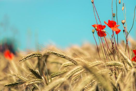 Close up of ripe ears of wheat and red poppy seed in autumn