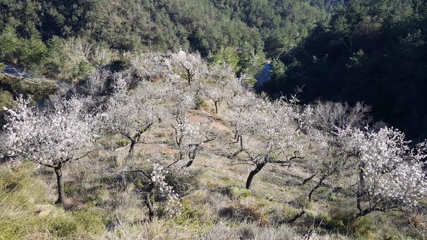 Apple blossom tree in serra d'espadà natural park Spain