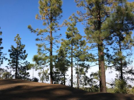 Forest above the clouds at Teide National Park on Tenerife