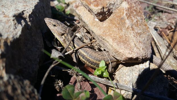 Gray lizard in between the rocks at serra d'espadà natural park Spain