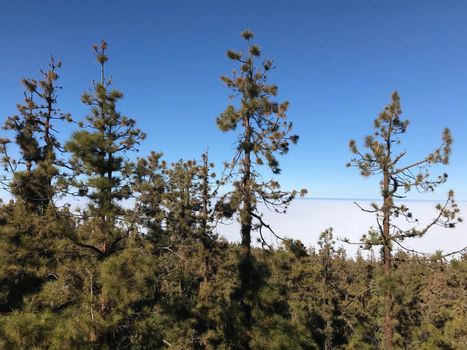 Forest above the clouds at Teide National Park on Tenerife