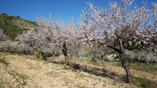 Flowering fruit trees in sierra calderona natural park Spain