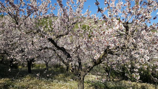 Close up from flowering fruit trees in sierra calderona natural park Spain