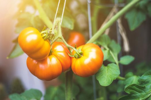 Close up of red and green organic tomatoes on green branch, self-cultivation