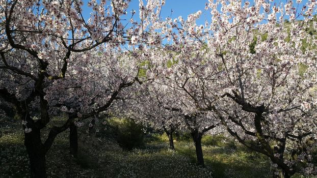 Flowering fruit trees in sierra calderona natural park Spain