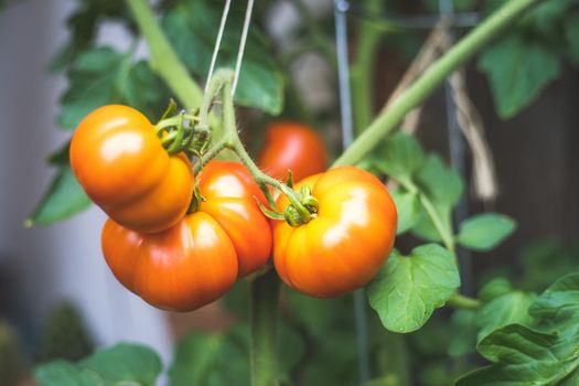 Close up of red and green organic tomatoes on green branch, self-cultivation