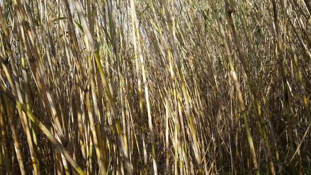 Bamboo in Parc Natural del Delta de l'Ebre Spain