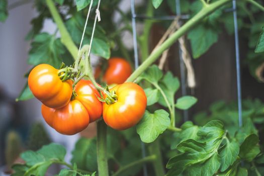 Close up of red and green organic tomatoes on green branch, self-cultivation