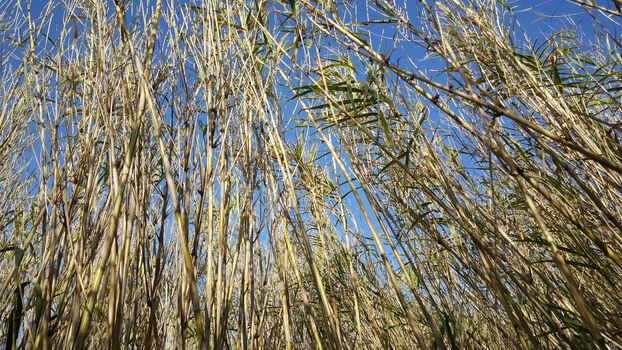 Bamboo in Parc Natural del Delta de l'Ebre Spain