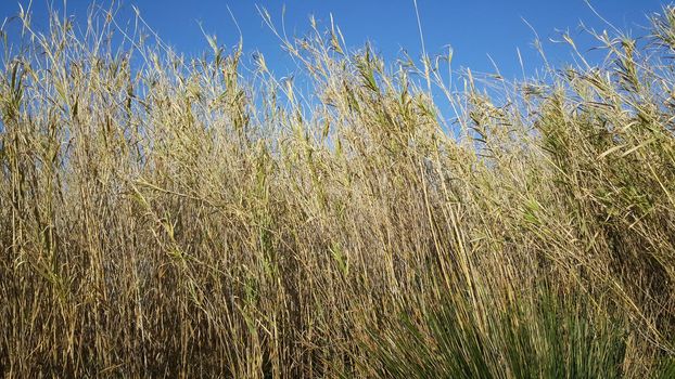 Reed in Parc Natural del Delta de l'Ebre Spain