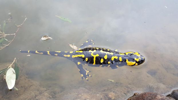 European fire salamander in a pond at sant llorenc del munt natural park Spain